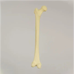 SAWBONES 1100股骨解剖模型