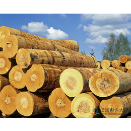 佛山木材进口报关须知数据整理进口木材必要看的小细节