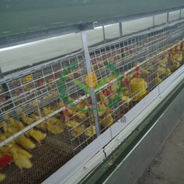 蛋鸭笼养殖设备 养殖设备鸭子笼 自动化养鸭笼厂家