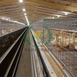 肉鸭笼 肉鸡立体养殖 肉鸭立体养殖产品技术缩略图