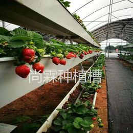 温室高架草莓槽 尚霖番茄无土栽培系统 立体种植架