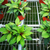 科美苗床厂设计生产各种温室花卉移动苗床热镀锌耐腐蚀网片缩略图2