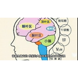 右脑潜能开发 脑力提升 脑博士全脑潜能开发培训