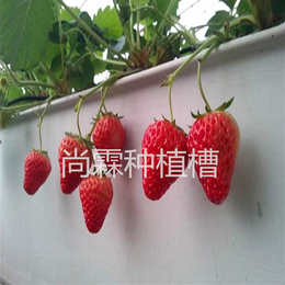 尚霖草莓基质槽 大棚PVC草莓种植槽 番茄基质槽缩略图