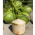 广州南沙港关于椰子椰青进口清关流程及所需单证缩略图1