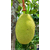 进口泰国菠萝蜜通关申报需要的单证资料缩略图3