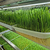 水培牧草设备  智能化水培牧草设备 --金欣农业缩略图2