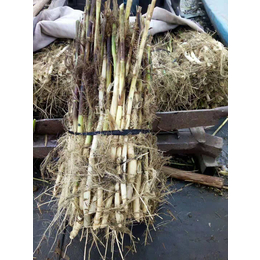 水生植物芦苇种苗基地 耐寒芦苇种苗种植施工