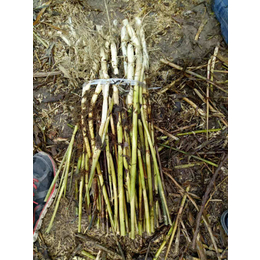 大量耐寒芦苇苗种植基地 水生绿化芦苇苗种植价格