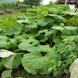 山蕗菜种根 种子 母根供货 出口日韩级品种