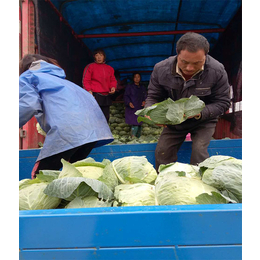 上海包菜蔬菜代收-金土地蔬菜代收靠谱的-农村包菜蔬菜代收中心
