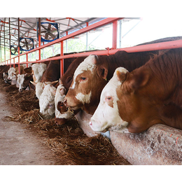 种牛繁育-池州畜源牧业公司-种牛繁育中心