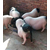 巴马香猪养殖场 出售巴马香猪猪仔缩略图4