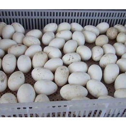 人工养殖的鸿雁种蛋销售-人工养殖的鸿雁种蛋-达信黑嘴鹅货源足