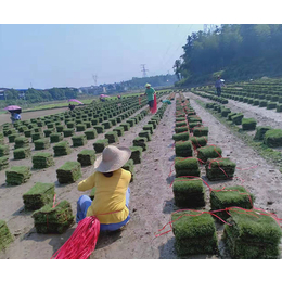 公园草皮种植-辽宁公园草皮-郴州天行绿茵草皮基地(查看)