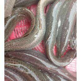 泥鳅价格-三门峡泥鳅-有良泥鳅养殖场(查看)