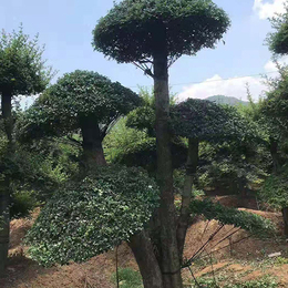 对节白蜡景观树-京山亚太盆景种植-对节白蜡景观树报价