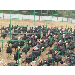 宜宾养殖围网-养殖山鸡围网-养殖围网生产厂家