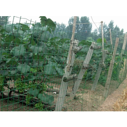 山上用围网(图)-养殖围网用哪种好-晋城养殖围网