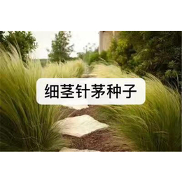 细茎针茅种子基地*-无锡芳东绿化(推荐商家)