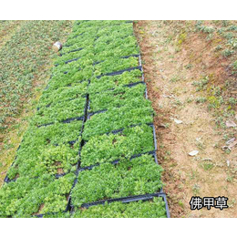 草坪种植基地- 常德智明农业-*绿化草坪种植基地
