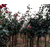 新疆4公分月季树-4公分月季树价格-春诚月季(推荐商家)缩略图1