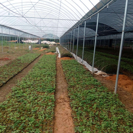 聚丰温室大棚多重优惠-邢台蔬菜种植大棚厂家