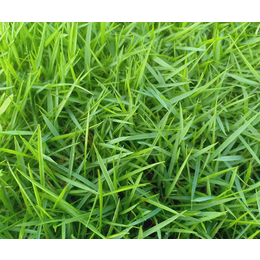 兰引三号草坪报价-草坪报价-郴州天行绿茵草皮种植