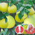 宁波红宝石红柚-仙蜜果价格实惠-红宝石红柚哪有缩略图1