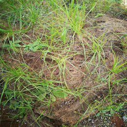 河北保定椰丝绿化植草毯 高速边坡生态用植草毯