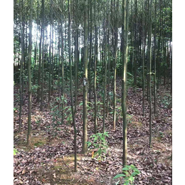香樟苗木种植基地-九江智悠园林(在线咨询)-郴州香樟