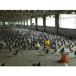 *鸽养殖厂家-*鸽-山东中鹏农牧种鸽养殖