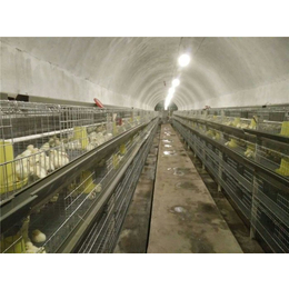 罗曼褐青年鸡养殖场-青年鸡养殖场-永泰种禽(查看)