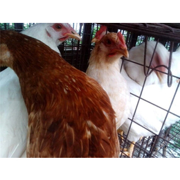 永泰种禽有限公司-种鸡养殖场-伊莎褐种鸡养殖场