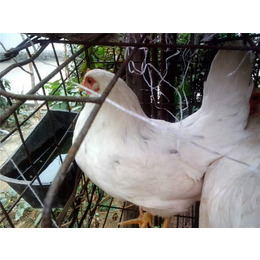 种鸡养殖场-永泰种禽-农大三号种鸡养殖场