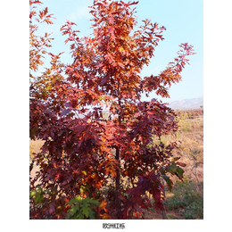 舜枫园林(图)-美国红橡树介绍-美国红橡树