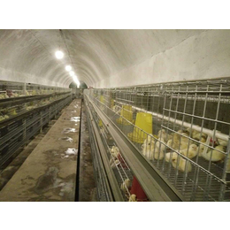 青年鸡养殖场-永泰种禽厂-农大三号青年鸡养殖场