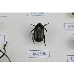 河蚌蜗牛等软体动物标本的制作-雨林教育-标本