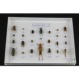 雨林教育(图)-脊椎动物整体浸制标本制作-标本