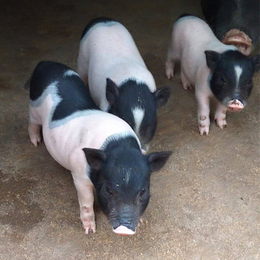 兴利动物租赁(在线咨询)-兰州巴马香猪-巴马香猪养殖