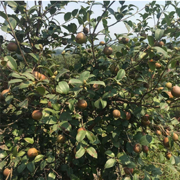 嫁接油茶树苗-凉山油茶树苗-油茶苗圃基地油茶树(查看)