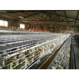 铁岭青年鸡养殖场-永泰种禽(在线咨询)-海兰褐青年鸡养殖场