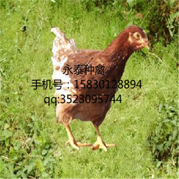 蛋鸡价格-永泰种禽(在线咨询)-随州蛋鸡
