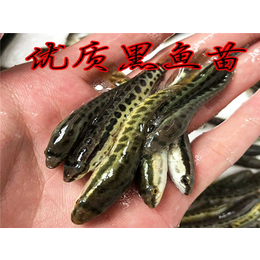 广州黑鱼苗养殖厂家-广州黑鱼苗养殖-活泼水产养殖(查看)