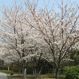 1米樱花小苗价格-邳州市中胜绿化工程-廊坊樱花小苗