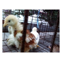 罗曼褐蛋鸡养殖场-襄阳罗曼褐蛋鸡-永泰种禽