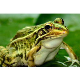 青蛙种苗批发电话-半亩田生态农业公司-玉林青蛙种苗