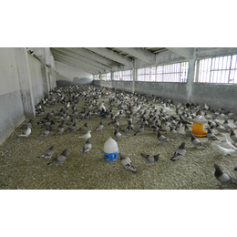 *鸽品种-重庆*鸽-中鹏农牧种鸽养殖基地