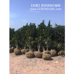 优惠*茶梅小苗100万棵-湖南茶梅小苗-长沙茶梅球*斌