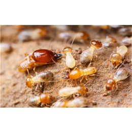 白蚁-新科白蚁防治公司-家庭灭白蚁